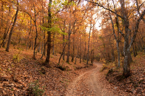 Cash Rebate Program Assistance